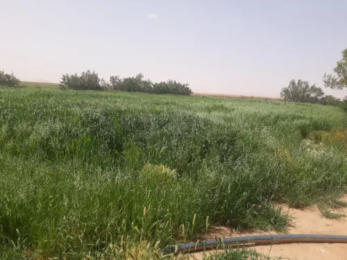 Vente Terrain Naâma Mecheria