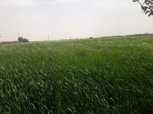 Vente Terrain Naâma Mecheria