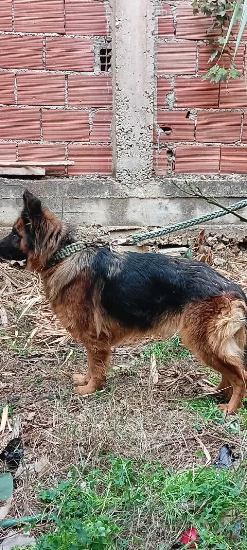 Femelle berger Allemand