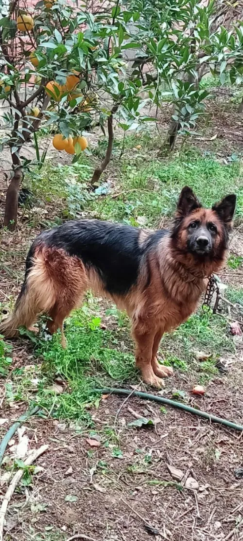 Femelle berger Allemand