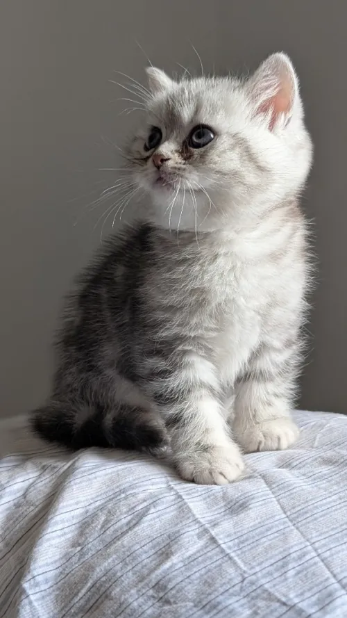 British Scottish fold Shorthair