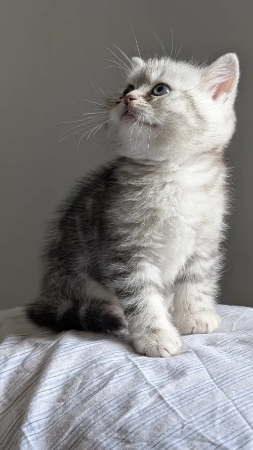 British Scottish fold Shorthair