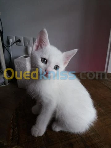 Angora Turc à vendre 