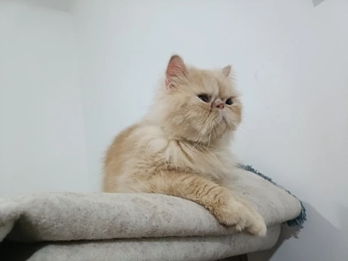 Chat persan pour accouplement