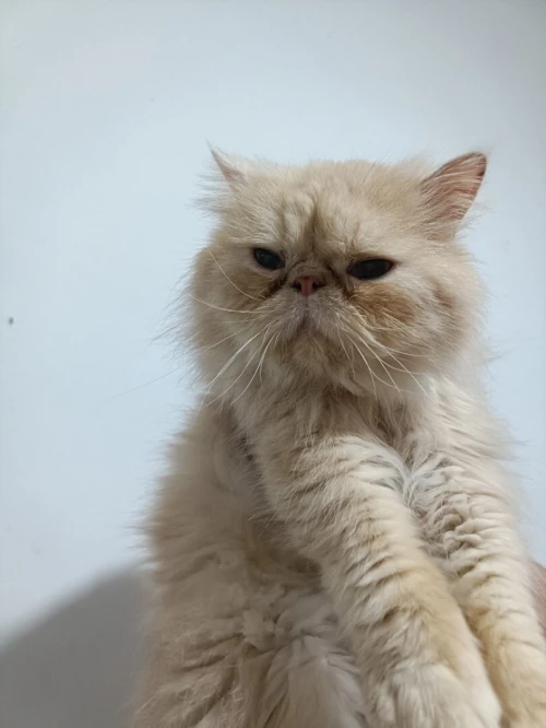 Chat persan pour accouplement