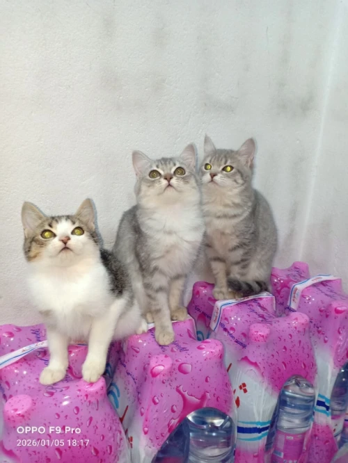 3 chats