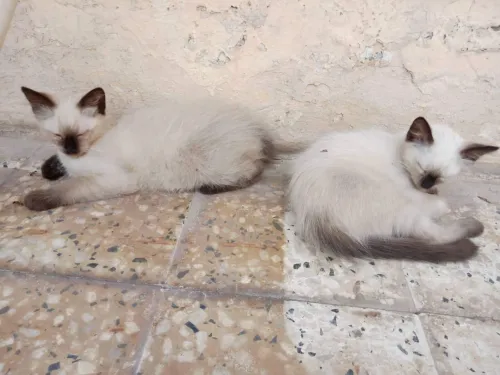 Chatons siamois 