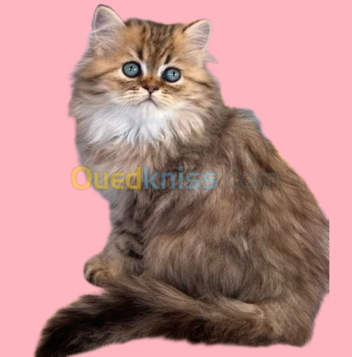 Chats Persan pure race