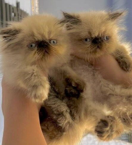 Chats Persan