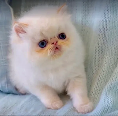 Chats persan pure race