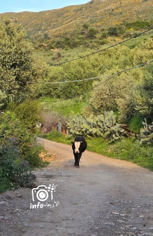 Vente Terrain Blida Djebara