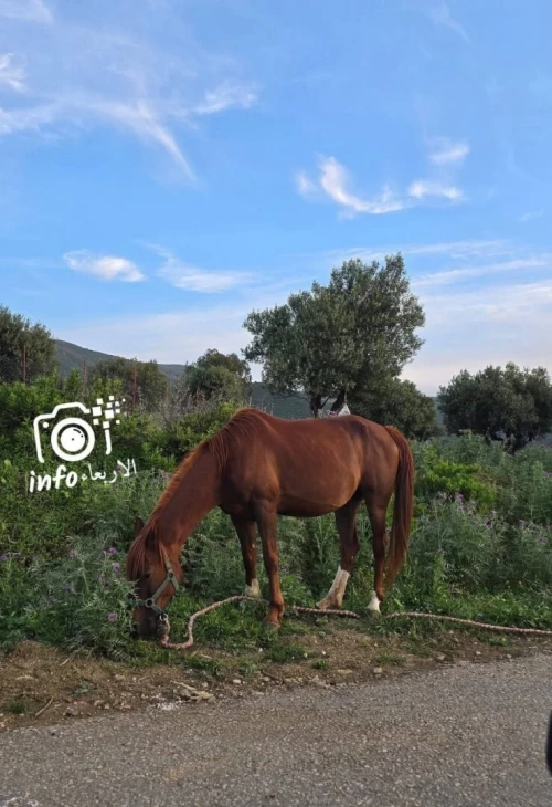 Vente Terrain Blida Djebara