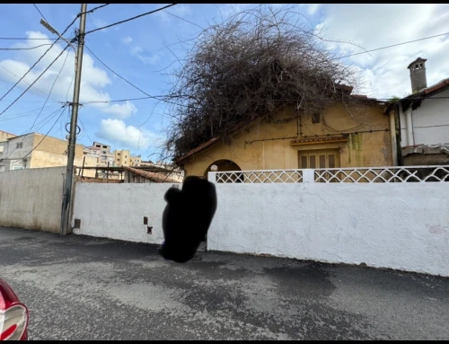 Vente Villa Alger El mouradia