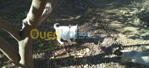 Chiot husky sibérien 