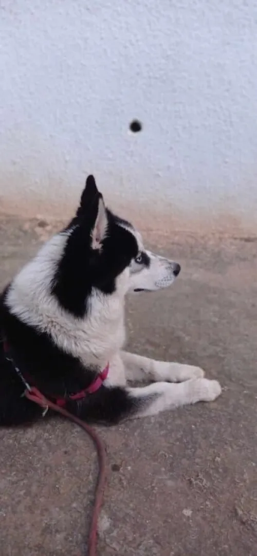 À VENDRE Superbe Husky miniature   