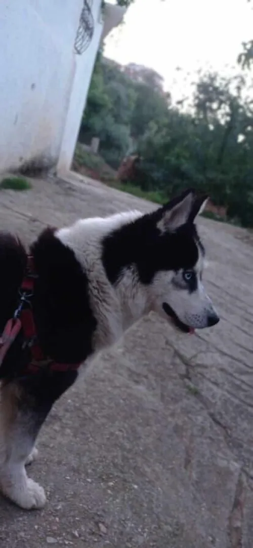 À VENDRE Superbe Husky miniature   