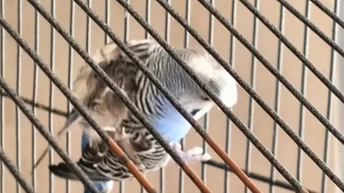 Couple perruches type anglais avec une grande cage en Cadeau 
