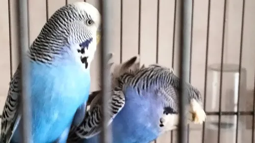 Couple perruches type anglais avec une grande cage en Cadeau 