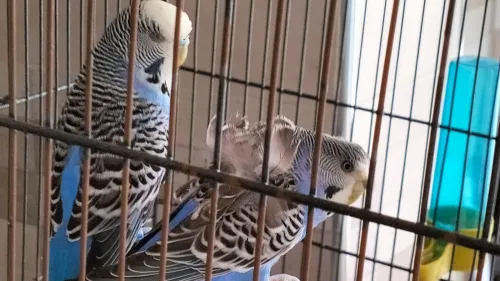 Couple perruches type anglais avec une grande cage en Cadeau 