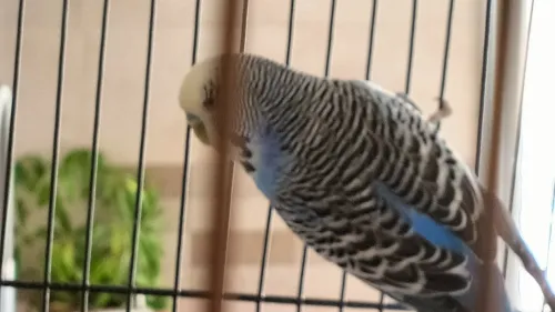 Couple perruches type anglais avec une grande cage en Cadeau 