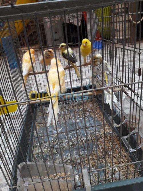 Canari