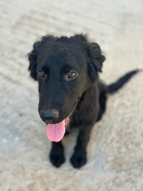 Chien labrador 