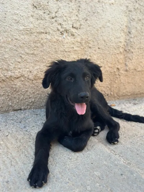 Chien labrador 