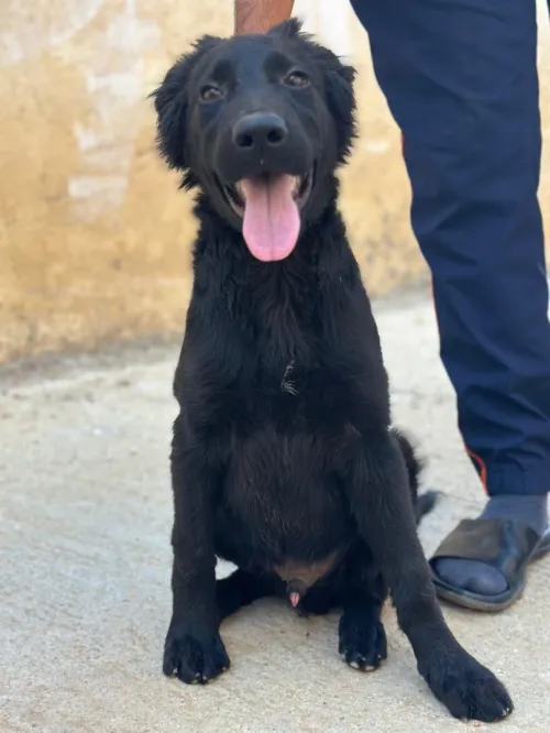 Chien labrador 