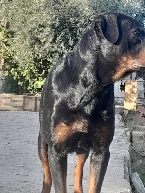 Chiot rottweiler
