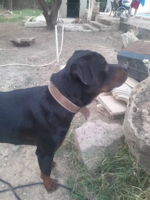 Chiot rottweiler