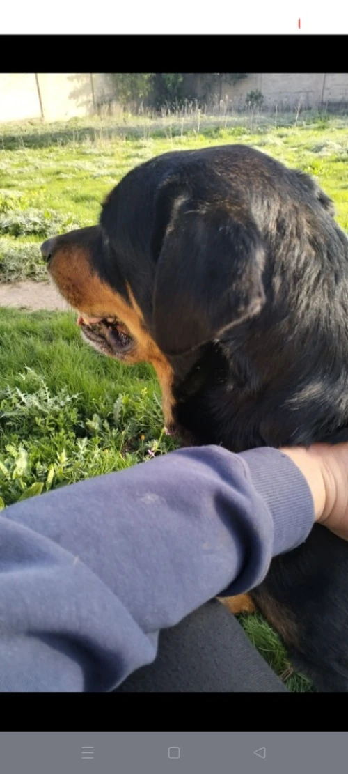 Chiot rottweiler
