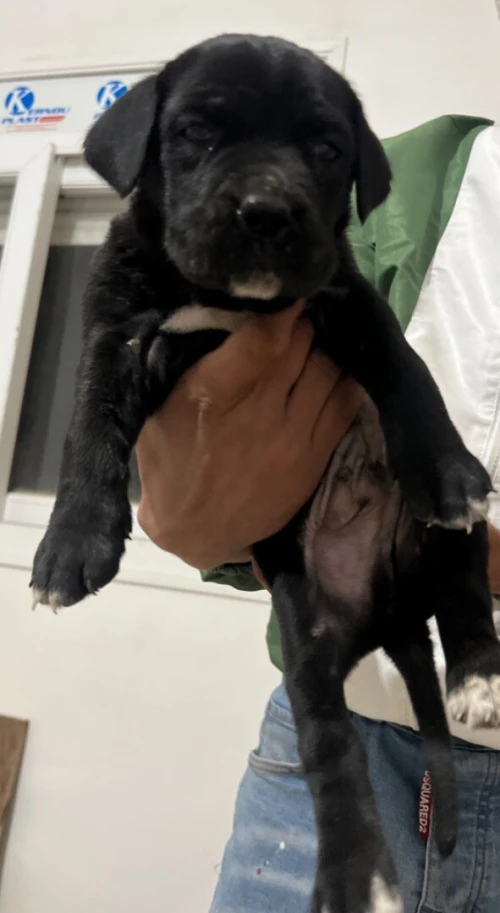 Cane corso