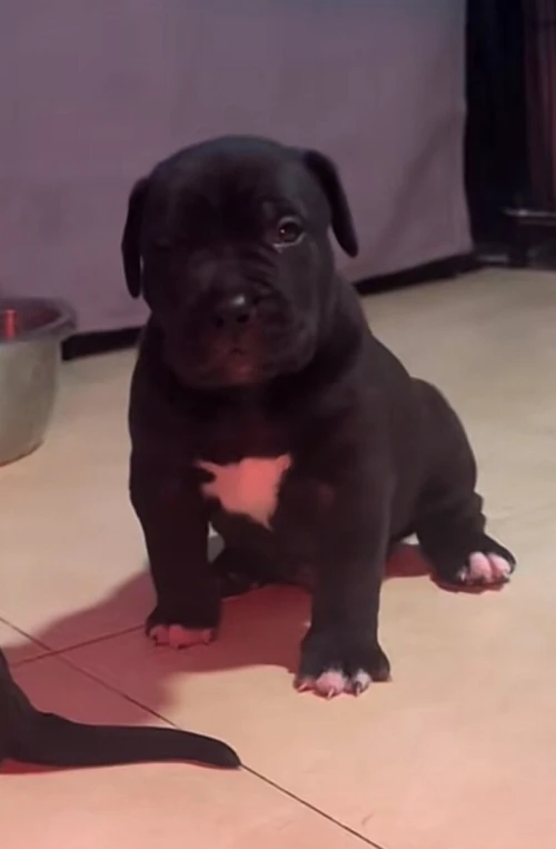 Cane corso