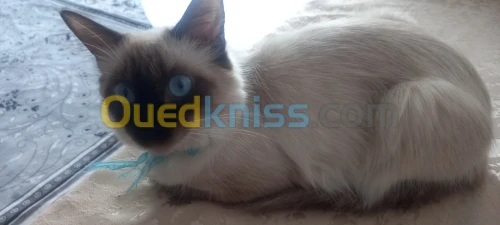Chatte a donner 