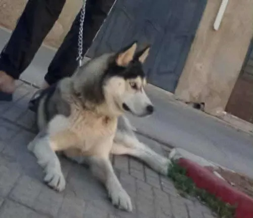 femelle husky 2 ans