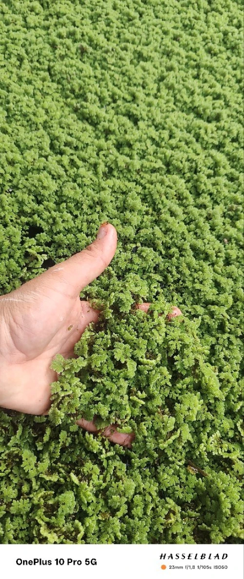 Azolla الازولا