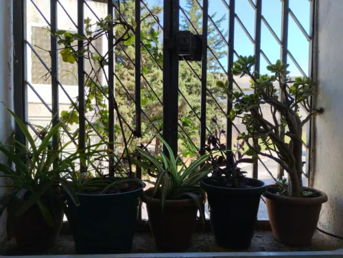Cherche achat Appartement Studio Alger Alger centre