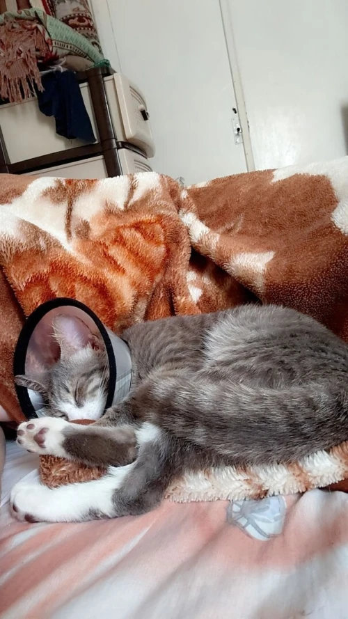 Chatte de 7mois a adopter