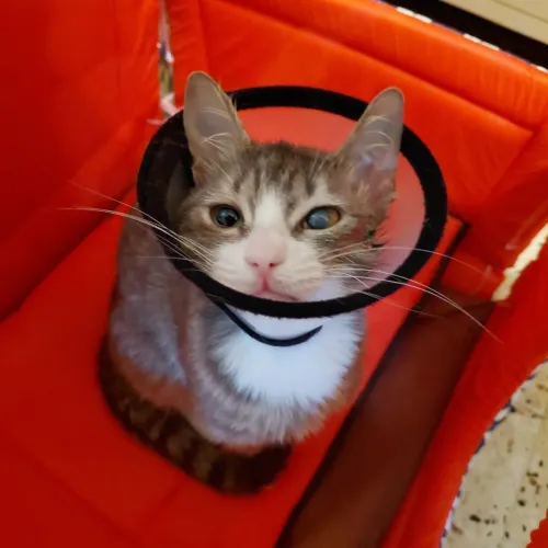 Chatte de 7mois a adopter