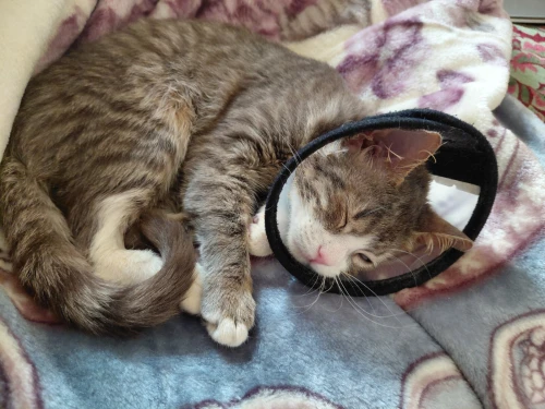 Chatte de 7mois a adopter