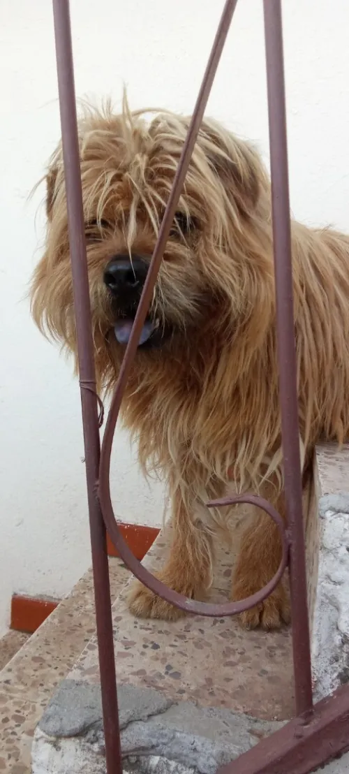 Chien berger basque croisé chawchaw