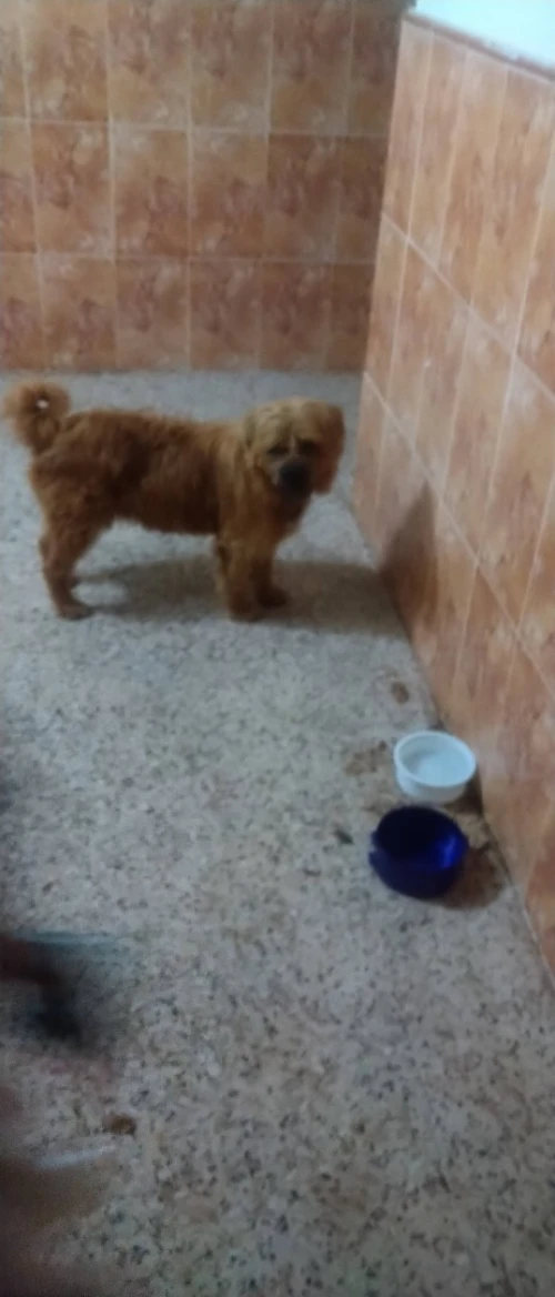 Chien berger basque croisé chawchaw