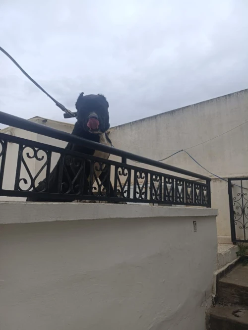 Chien
