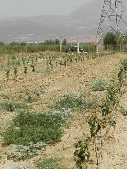 Vente Terrain Agricole Aïn Defla Sidi lakhdar