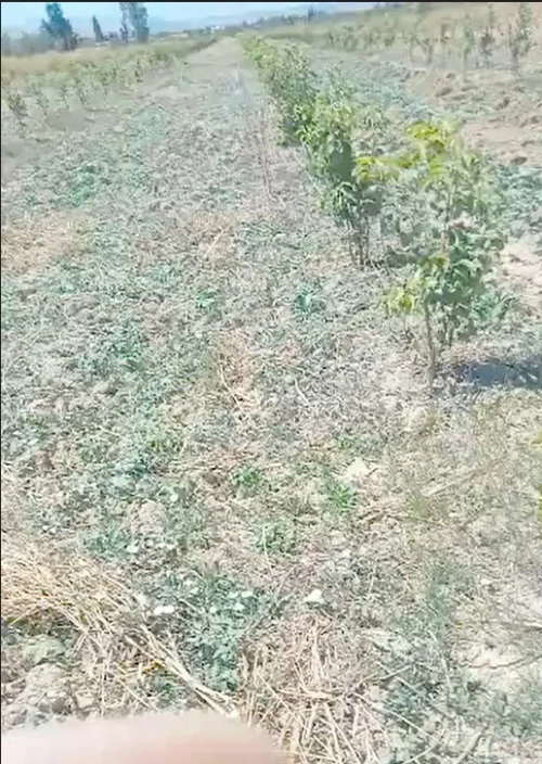 Vente Terrain Agricole Aïn Defla Sidi lakhdar