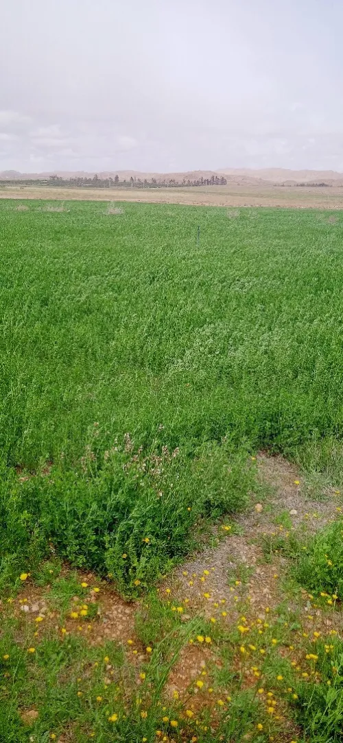 Vente Terrain Agricole Djelfa Had sahary