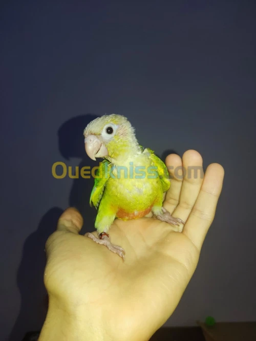 Bébé perroquet conure 