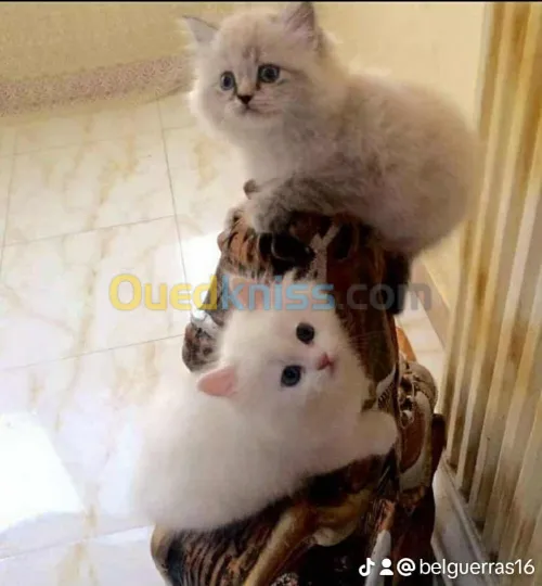 Chat persan