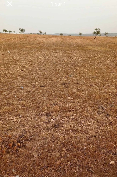 Vente Terrain Agricole Sidi Bel Abbès Sfissef