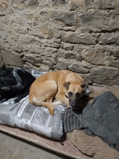 Chien de garde 